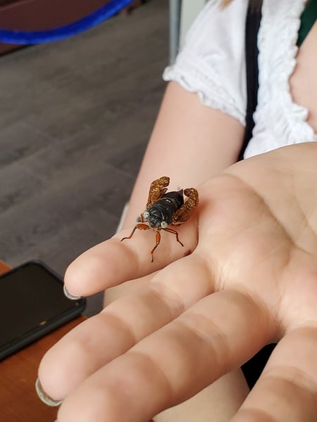 A blue-eyed cicada sitting on a human hand.
