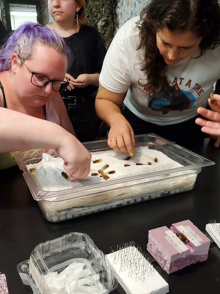Two people pick up dead cicadas from a box.