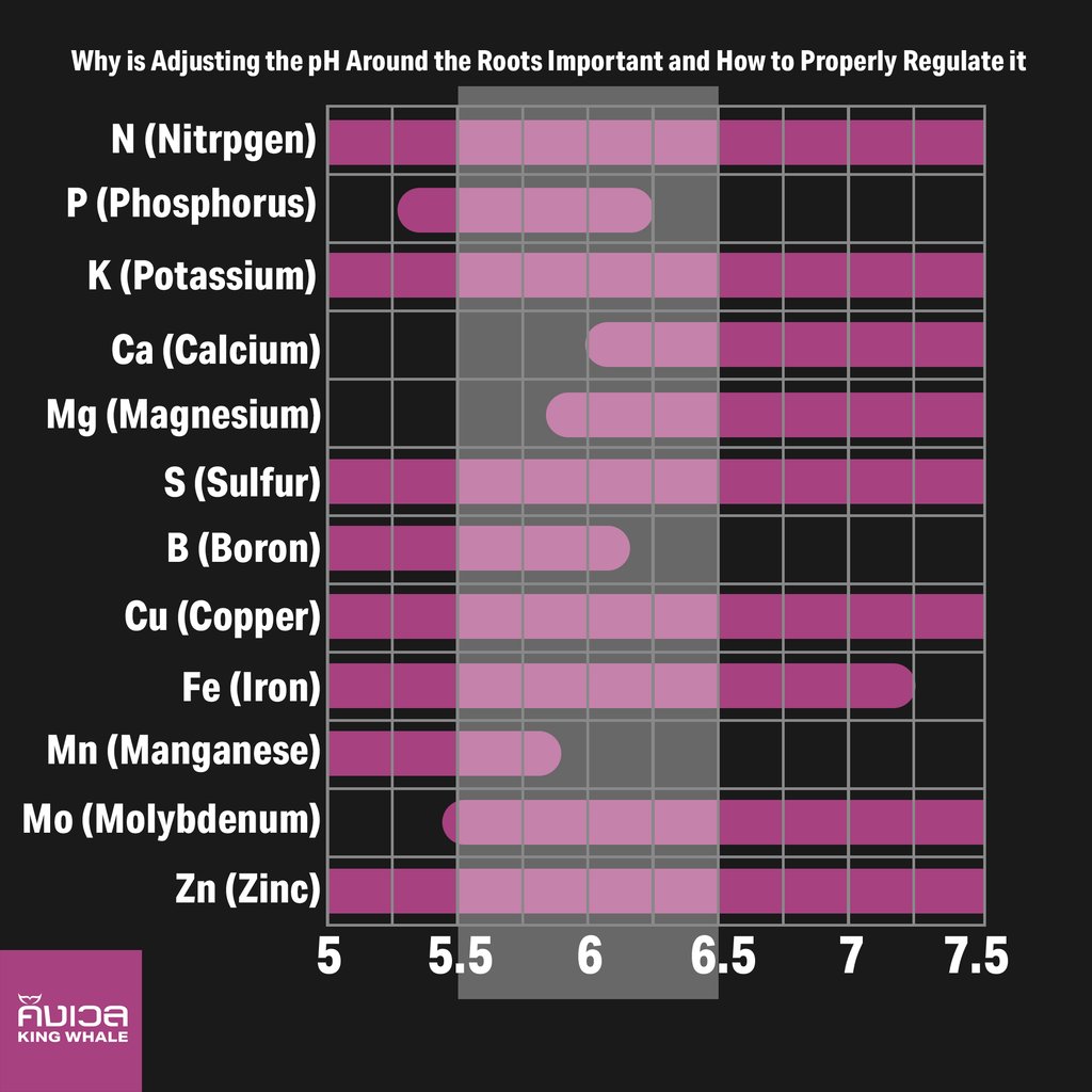 ทำไมการปรับ pH ในบริเวณราก ถึงสำคัญ และวิธีการปรับ pH ให้เหมาะสม 2