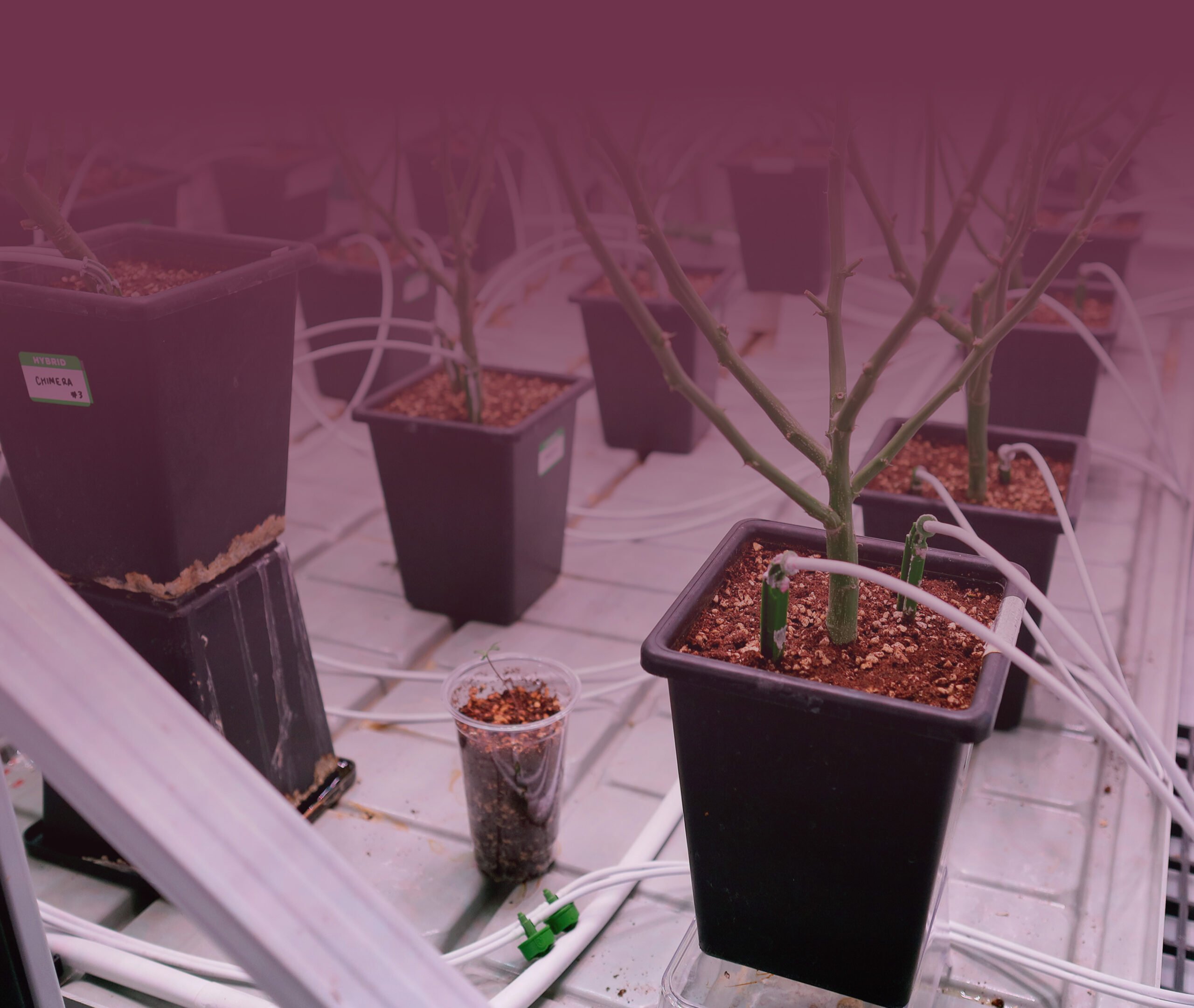 Grow Bigger, Healthier Plants Premium Fertilizers, Made in Thailand 9