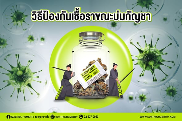 วิธีป้องกันเชื้อราในขณะบ่มกัญชา 1 บ่มกัญชา