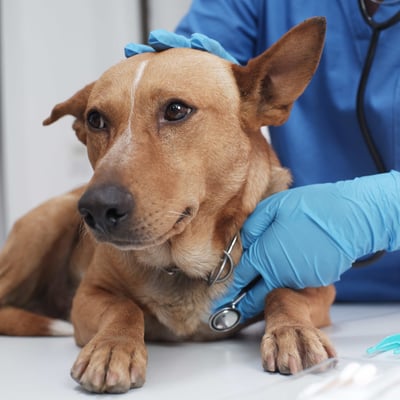 Is Pet Insurance Worth It in 2025? Guide for Rescues 