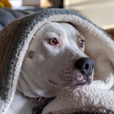 The 3-3-3 Rule for Rescue Dogs: Adjustment Guide | WeRescue