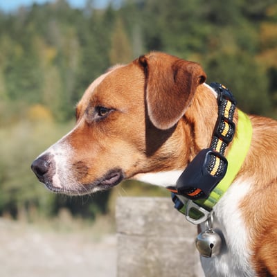 GPS Trackers & Smart Collars for Rescue Pets image