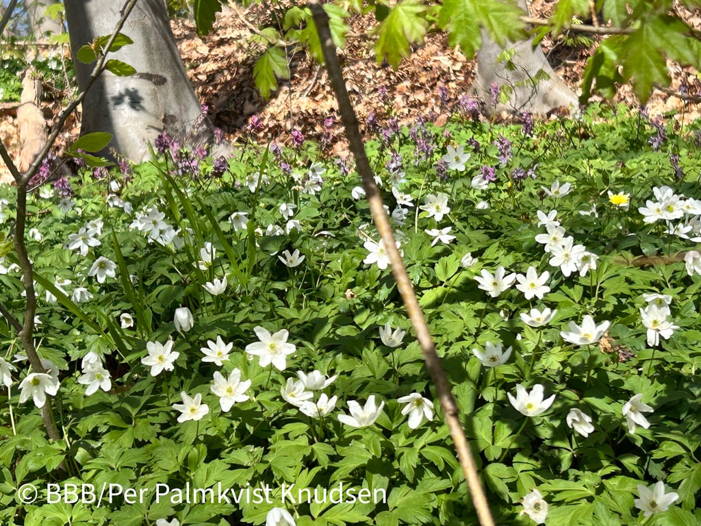 Hvide blomster i en grøn skovbund
