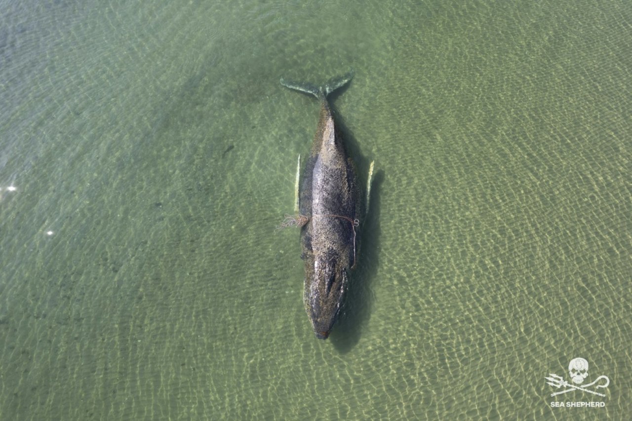 Stranded Baltic Sea Humpback Whale's Condition Significantly Deteriorated