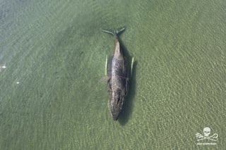 Stranded Baltic Sea Humpback Whale's Condition Significantly Deteriorated