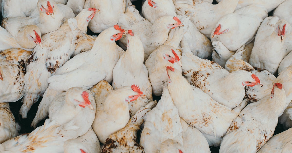 Germany Hit by Massive Bird Flu Wave - 1.5 Million Animals Culled!