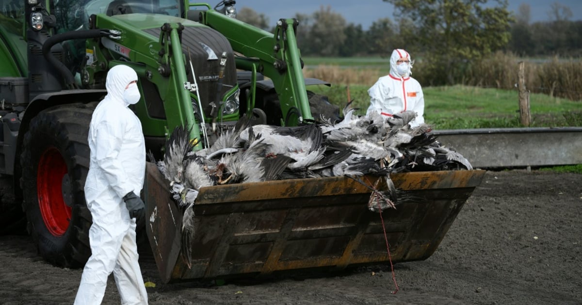 Bird Flu Crisis Deepens in Germany: 500,000 Poultry Culled Amid H5N1 Spread