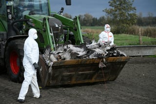 Bird Flu Crisis Deepens in Germany: 500,000 Poultry Culled Amid H5N1 Spread