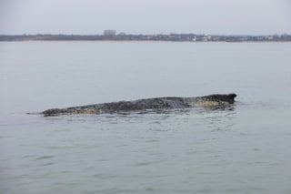 Stranded Humpback Whale Gets Second Chance With New Private Rescue Initiative