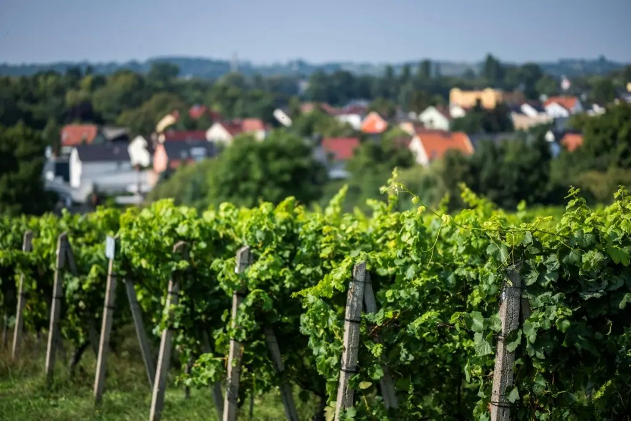 Climate change boosts northern Germany vineyards
