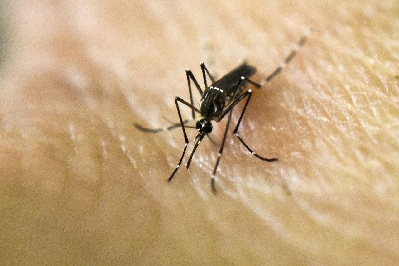 Why Mosquitoes Find You Irresistible: The Science Behind the Bite