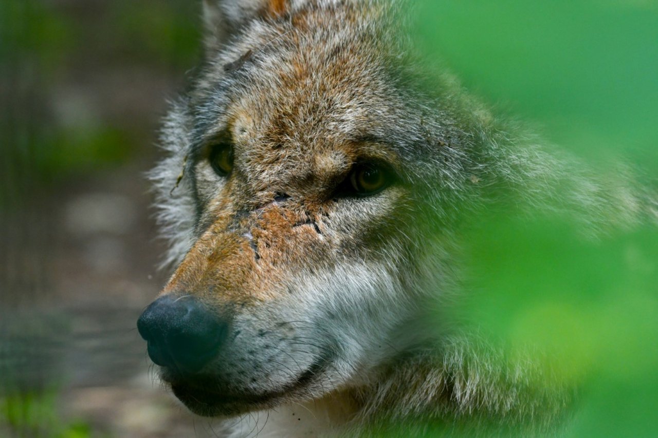 Wolf Bites Woman in Hamburg: First Unprovoked Incident in 30 years