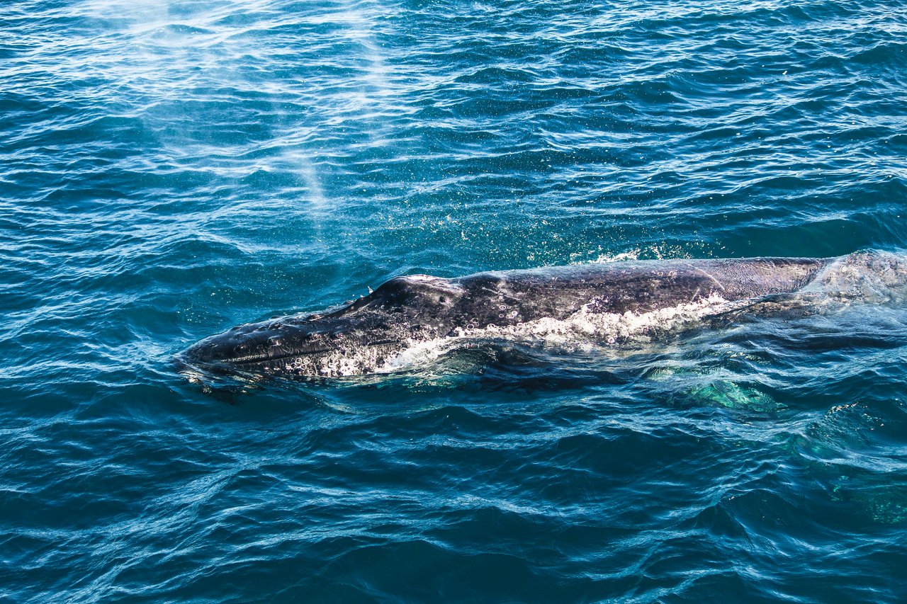Humpback Whale Timmy Found Dead Off Denmark After Rescue Attempt