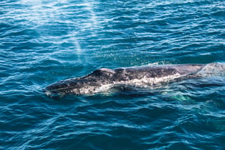 Humpback Whale Timmy Found Dead Off Denmark After Rescue Attempt