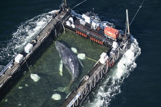 Stranded Humpback Whale 'Timmy' Swims Freely in North Sea