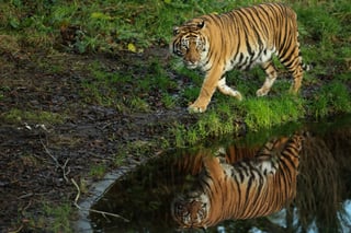 Police Shoot Escaped Tiger Near Leipzig After Attack