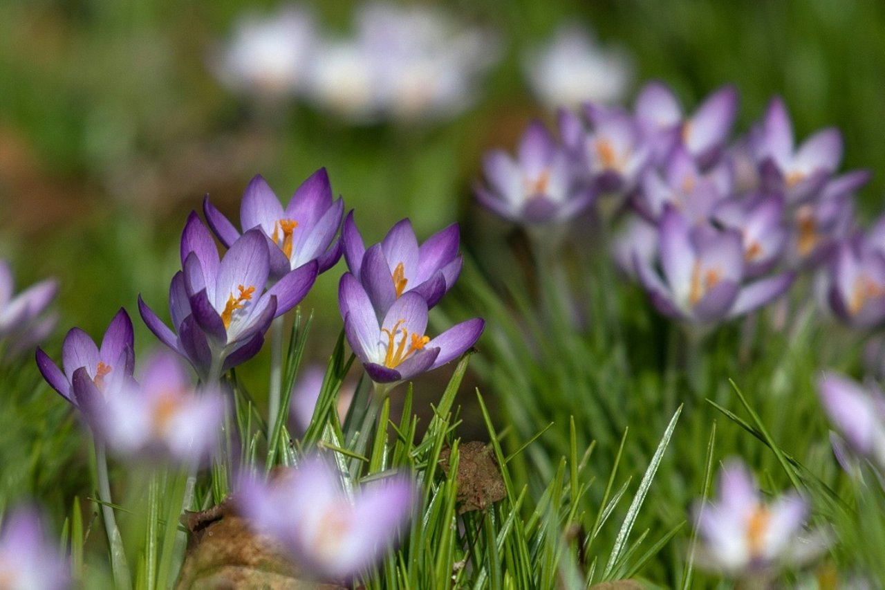 Germany Set for “Sunny Spring” as Midweek Temperatures Jump