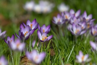 Germany Set for “Sunny Spring” as Midweek Temperatures Jump