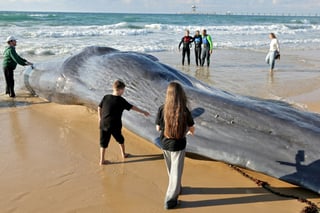 Humpback Whale Stranded on Baltic Coast Fights for Life