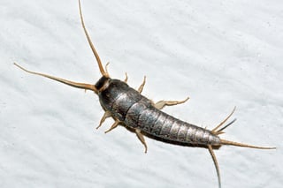 Silverfish in Your German Apartment? A Guide for Expats