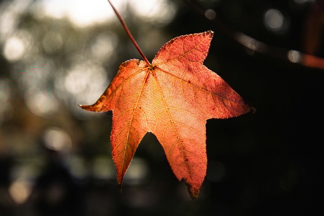 Autumn in Germany 2025: A Look at Changing Leaves and Ancient Wisdom
