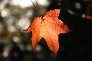 Autumn in Germany 2025: A Look at Changing Leaves and Ancient Wisdom
