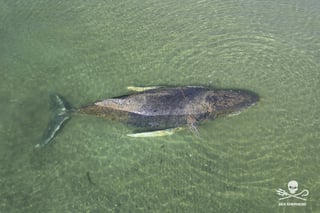 Stranded Humpback Whale Frees Itself From German Baltic Sandbank