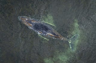 Germany Ends Rescue Mission for Stranded Humpback Whale "Timmy"