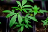 Cannabis