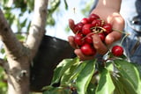 Germany Expects an Exceptional Cherry Harvest in 2026