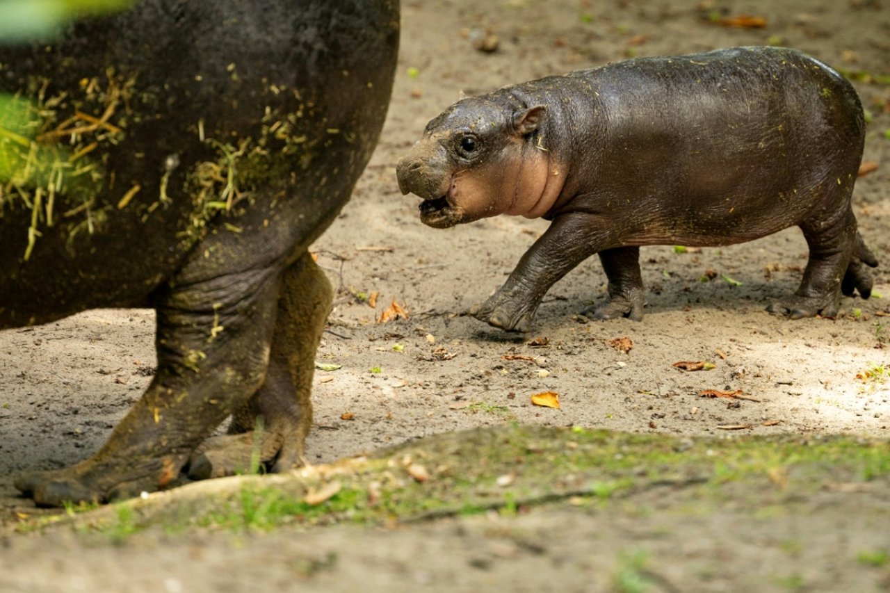 Berlin Zoo Names Baby Pygmy Hippo 'Brötchen' 