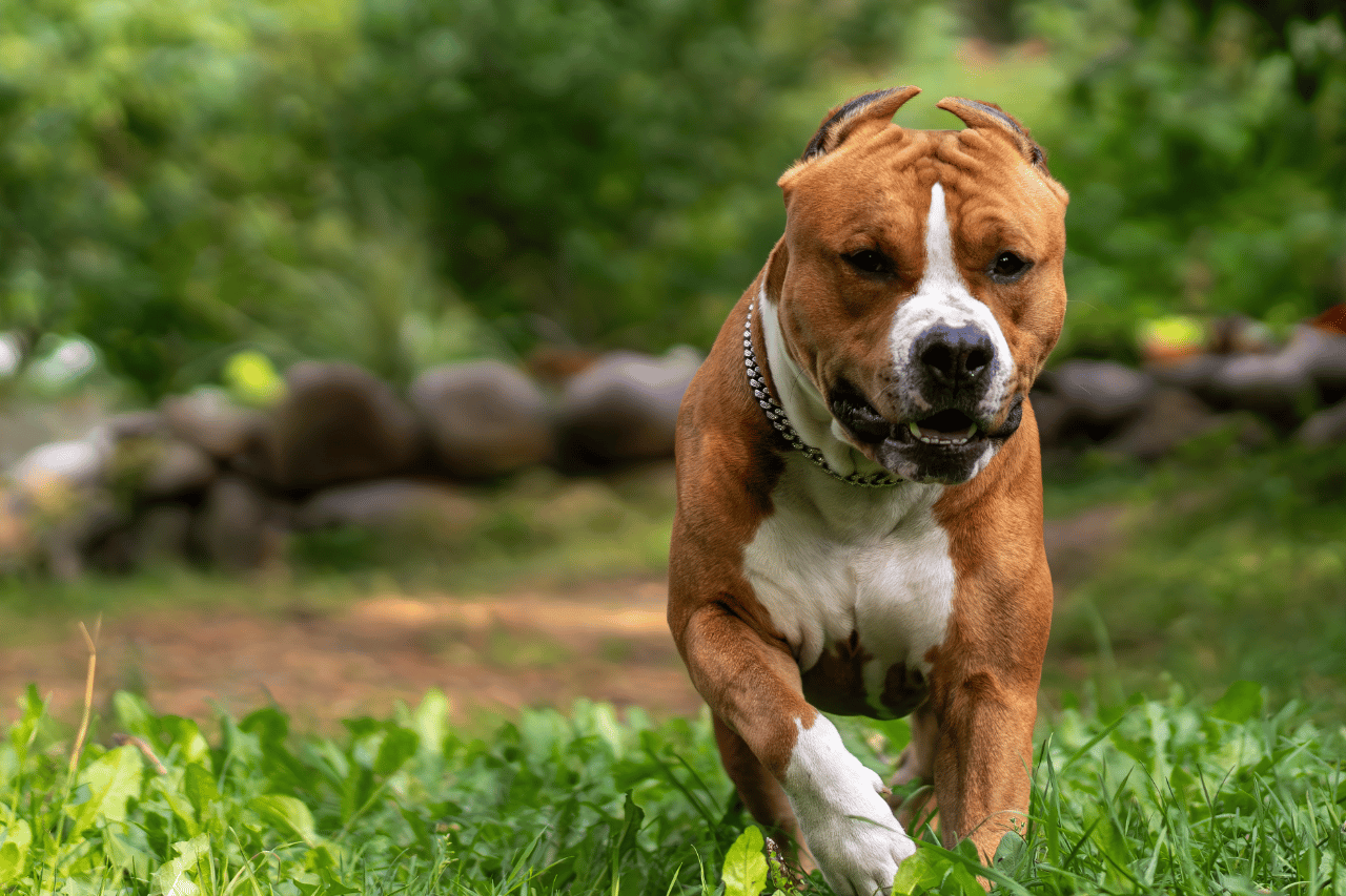 Four-Year-Old Girl Bitten to Death by Dog in Saxony-Anhalt