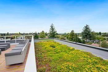 A rooftop garden with a variety of flowers and plants.