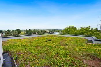 A green roof with plants and flowers on it.