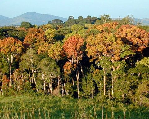 Aerial view of dense forest canopy representing Earth's estimated three trillion trees