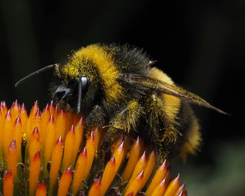 Bumblebee on a yellow flower representing new research on insect time perception and cognitive abilities