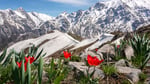Chimgan mountains in Uzbekistan with tulip flowers, site of the GEF 71st Council meeting in Samarkand 2026
