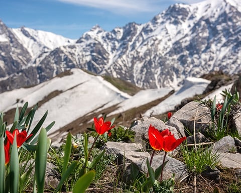 Chimgan mountains in Uzbekistan with tulip flowers, site of the GEF 71st Council meeting in Samarkand 2026