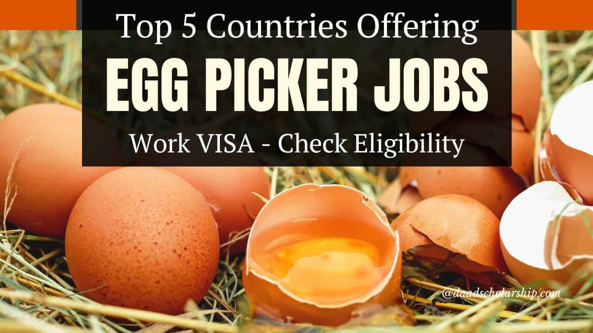 5 Countries Offering Egg Picking Jobs With Work VISA in 2024 - Check Your Qualification