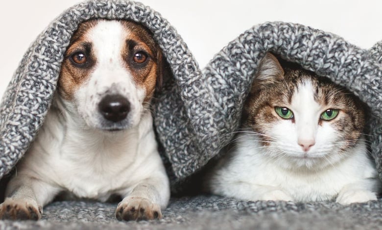 Moving Abroad With Your Cats or Dogs Process and Requirements - Pawsport to Adventure!