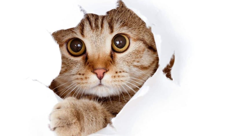 MSD Animal Health Veterinary Scholarship 2024 of $5,000