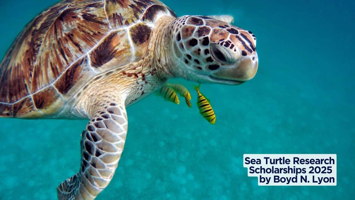 Sea Turtle Research Scholarships 2025 by Boyd N. Lyon