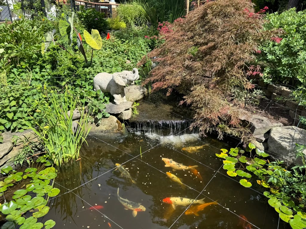 Koi pond with waterfall and Japanese maple