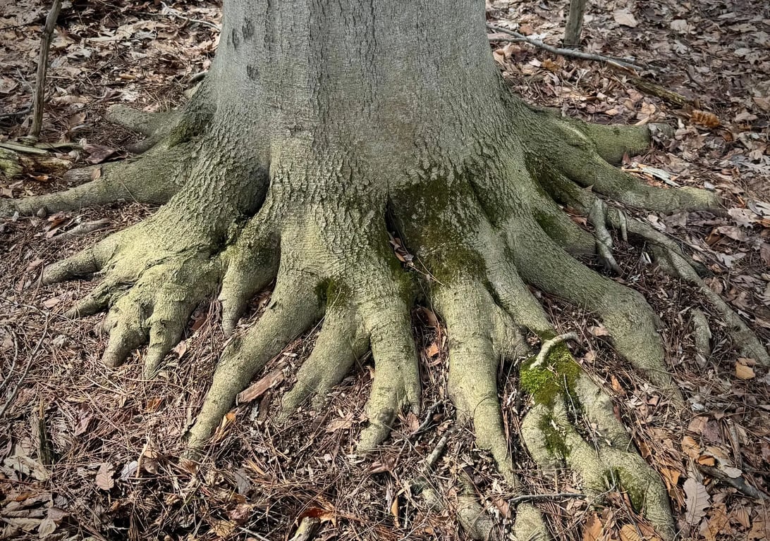 Tree roots