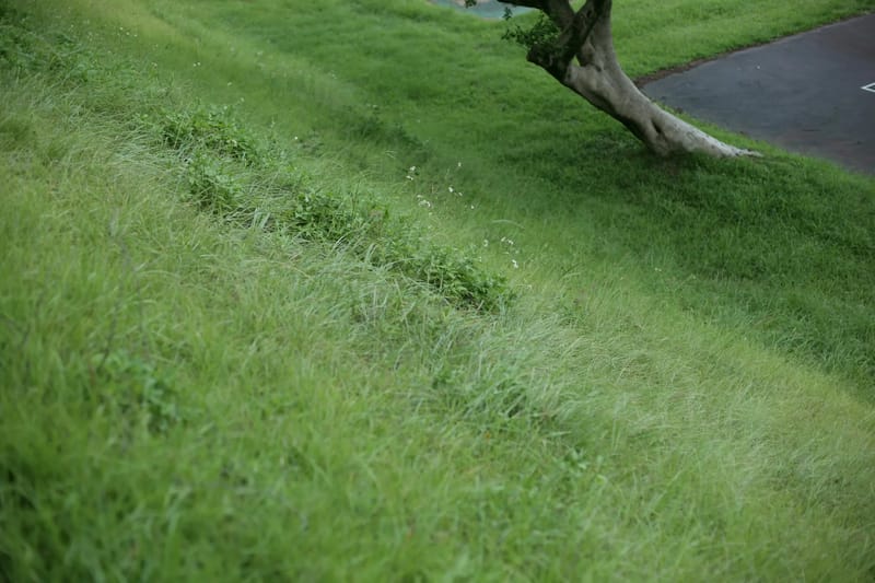 Lawn Care Services