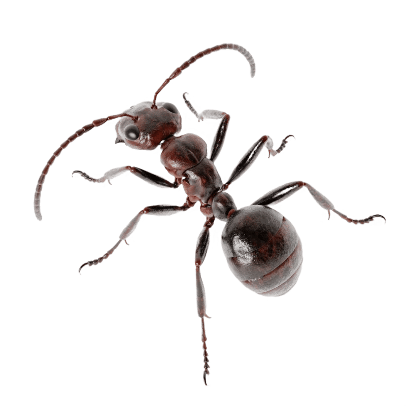Ants