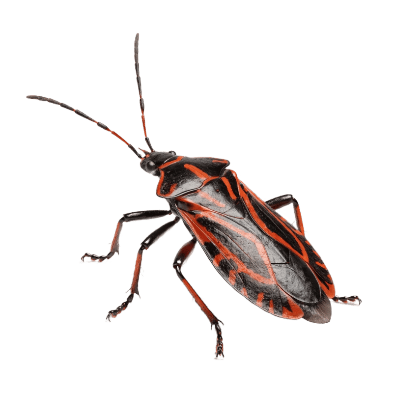 Box Elders & Stink Bugs