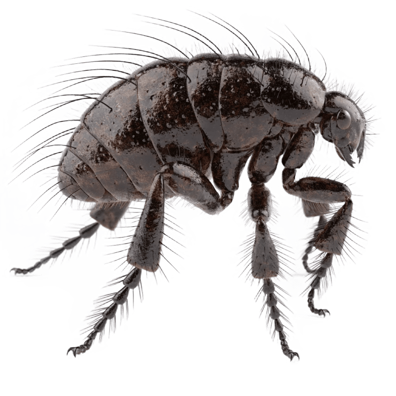 Fleas & Ticks